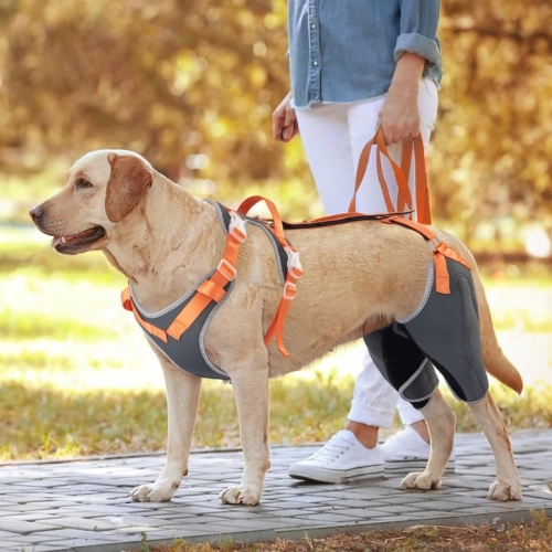 Pet Rehabilitation Products: Expanding Your Retail Portfolio with Dog Braces