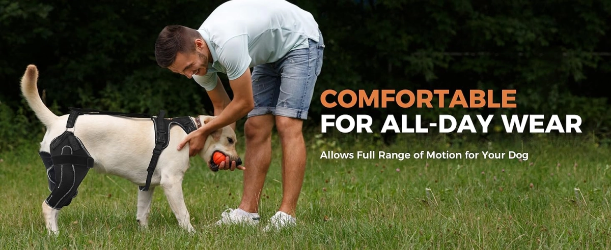 senior dog care tips