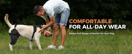 The Growing Market for Senior Dog Care: Orthopedic Supports and Braces