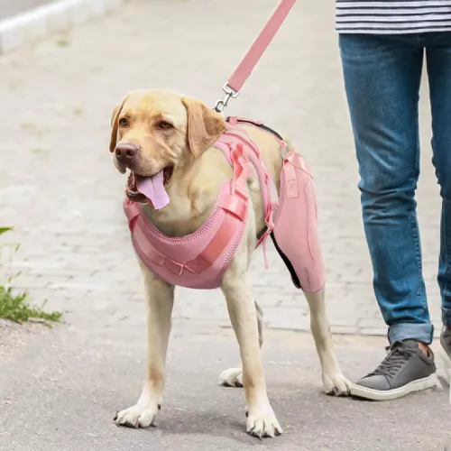 Dog Arthritis and Mobility Aids: Wholesale Opportunities for Retailers