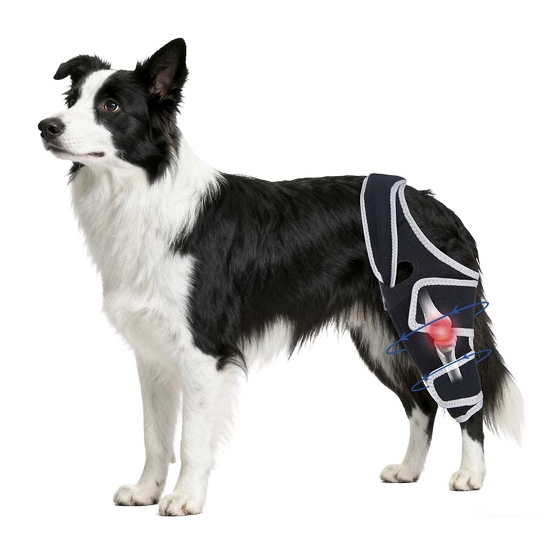 Dog Knee Brace: Your Furry Friend’s Ticket Back to Zooming, Wagging, and Happy Adventures