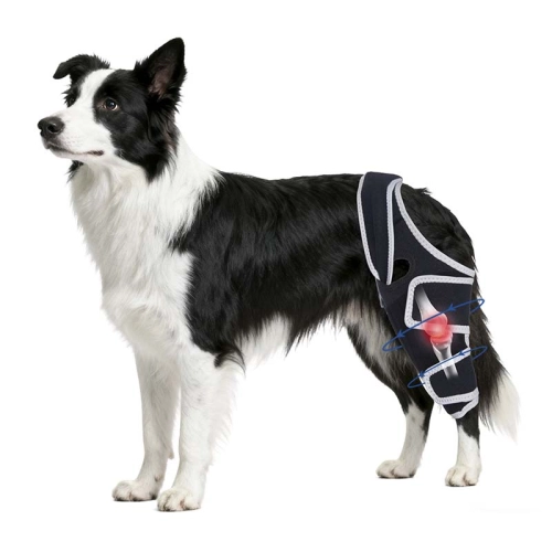 Dog Knee Brace: Your Furry Friend’s Ticket Back to Zooming, Wagging, and Happy Adventures
