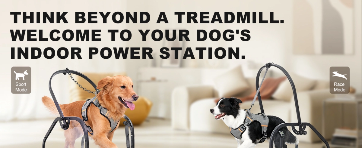 Dog Treadmill: The Ultimate Solution for Busy Pet Parents & Energetic Pups