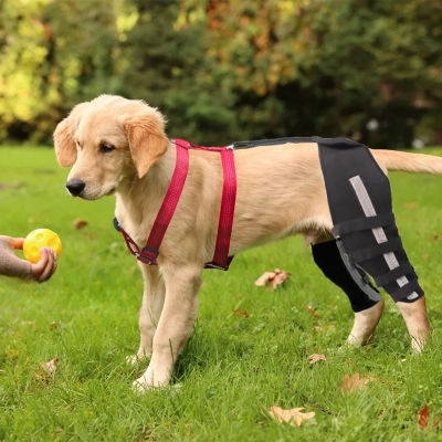 Canine Double Knee Cruciate Ligament Brace For Dogs Reflective 02