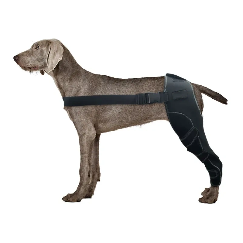 Canine Knee Brace For ACL Tear Luxating Patella Brace