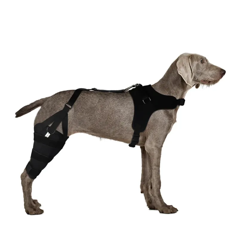 Dog Brace For Torn ACL Ligament Tear Injury