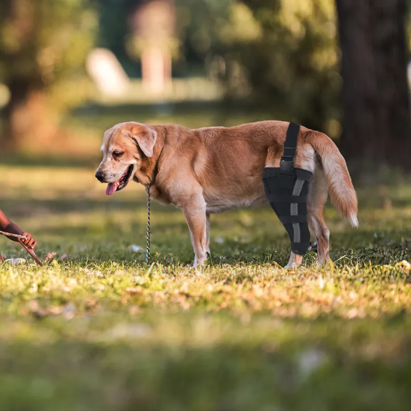 Dog Leg Brace Rear Arthritis Support For Old Dogs