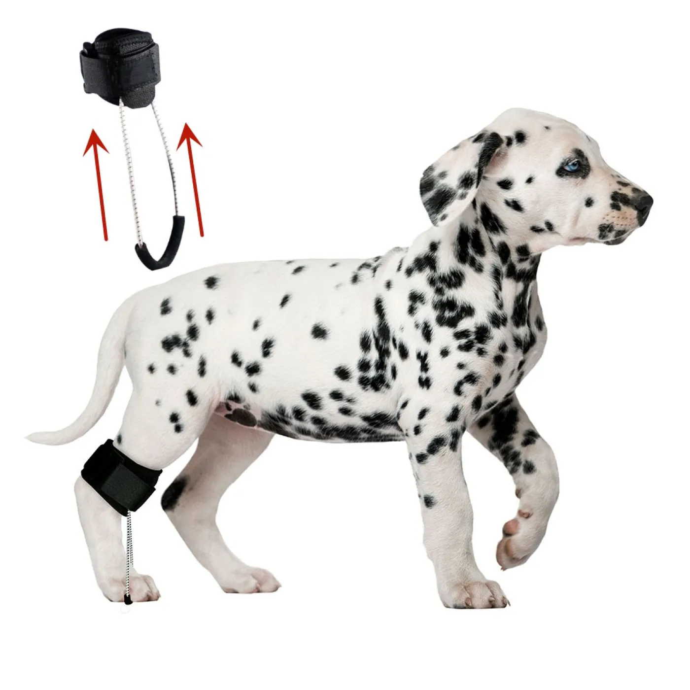 Dog Rear Hock Brace For Support