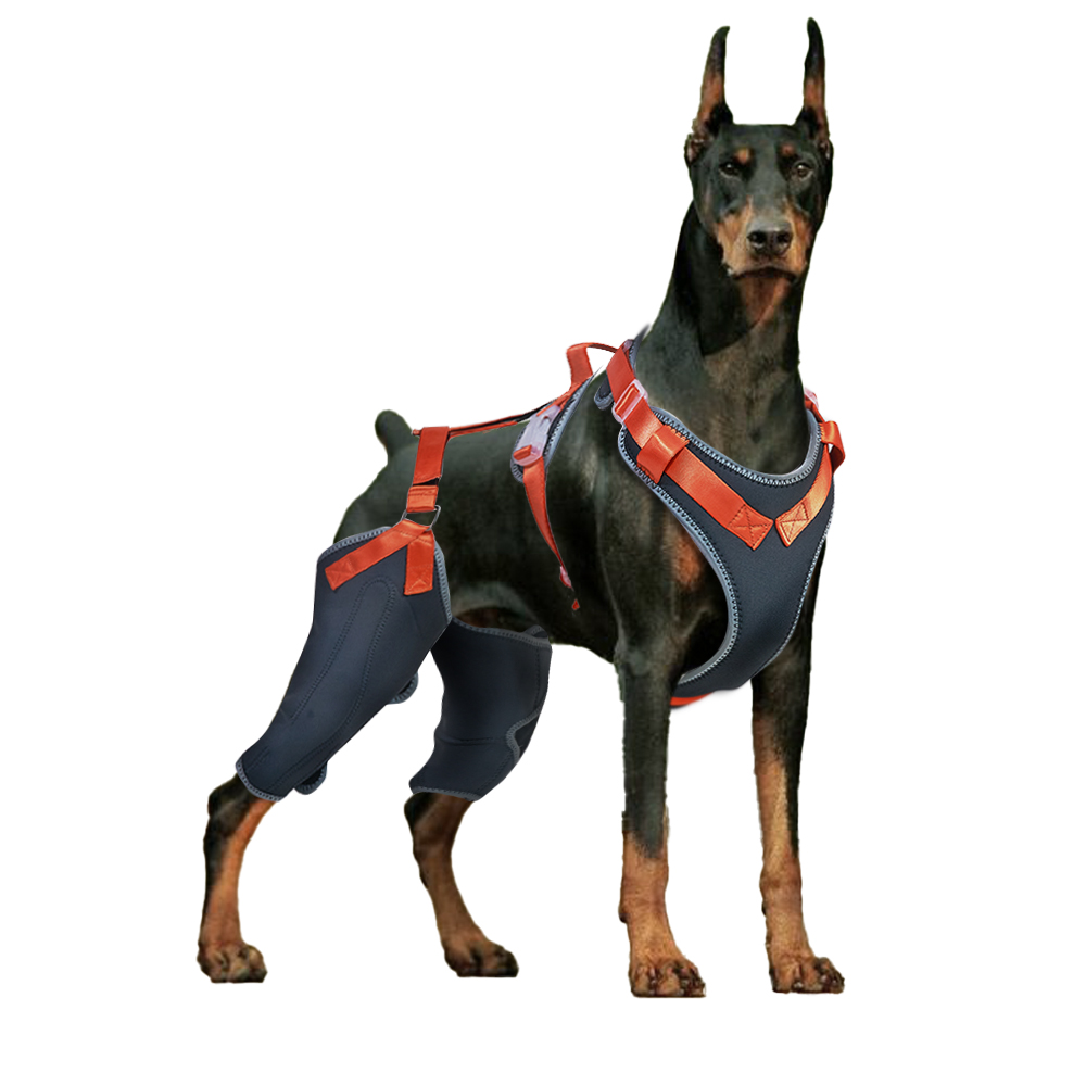 Dog Rear Leg Brace Torn ACL Injury Support For Hind Leg Orange