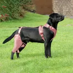 Dog Rear Leg Brace Torn ACL Injury Support For Hind Leg Pink