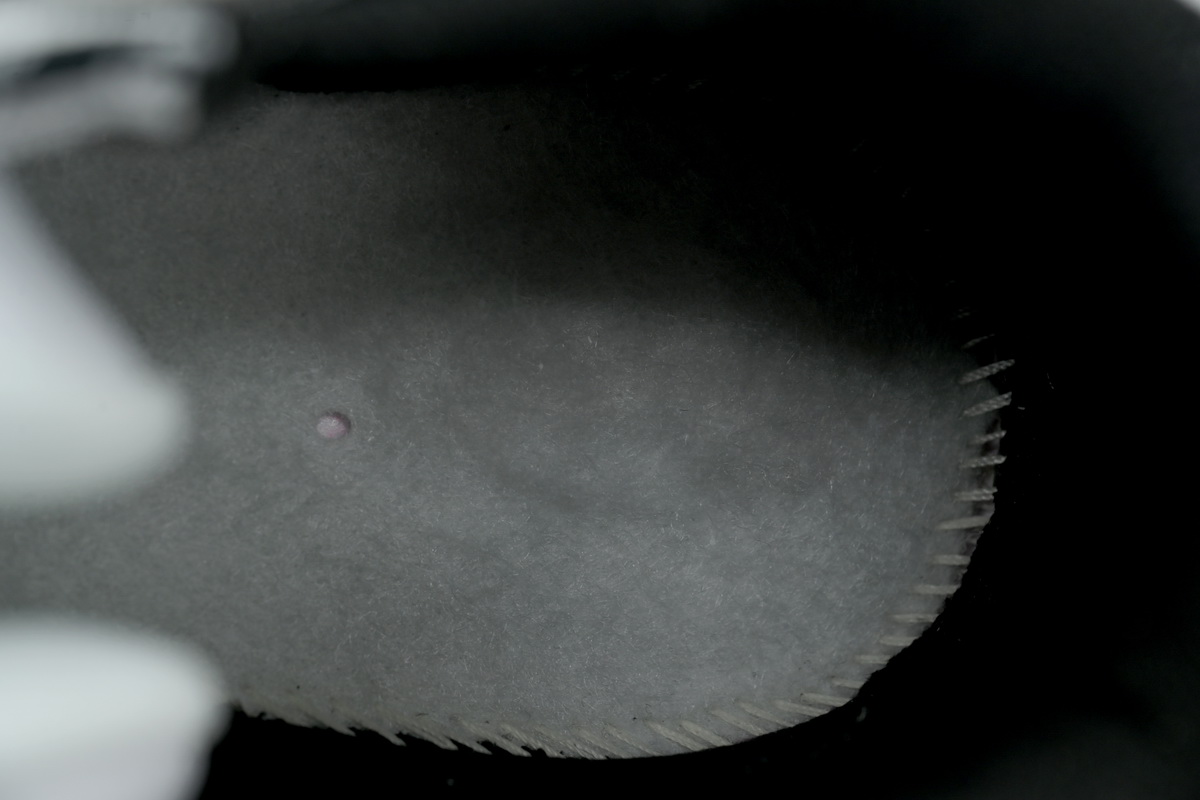 Nike Air More Uptempo 96 'Culture of the Game' DV1233-111 