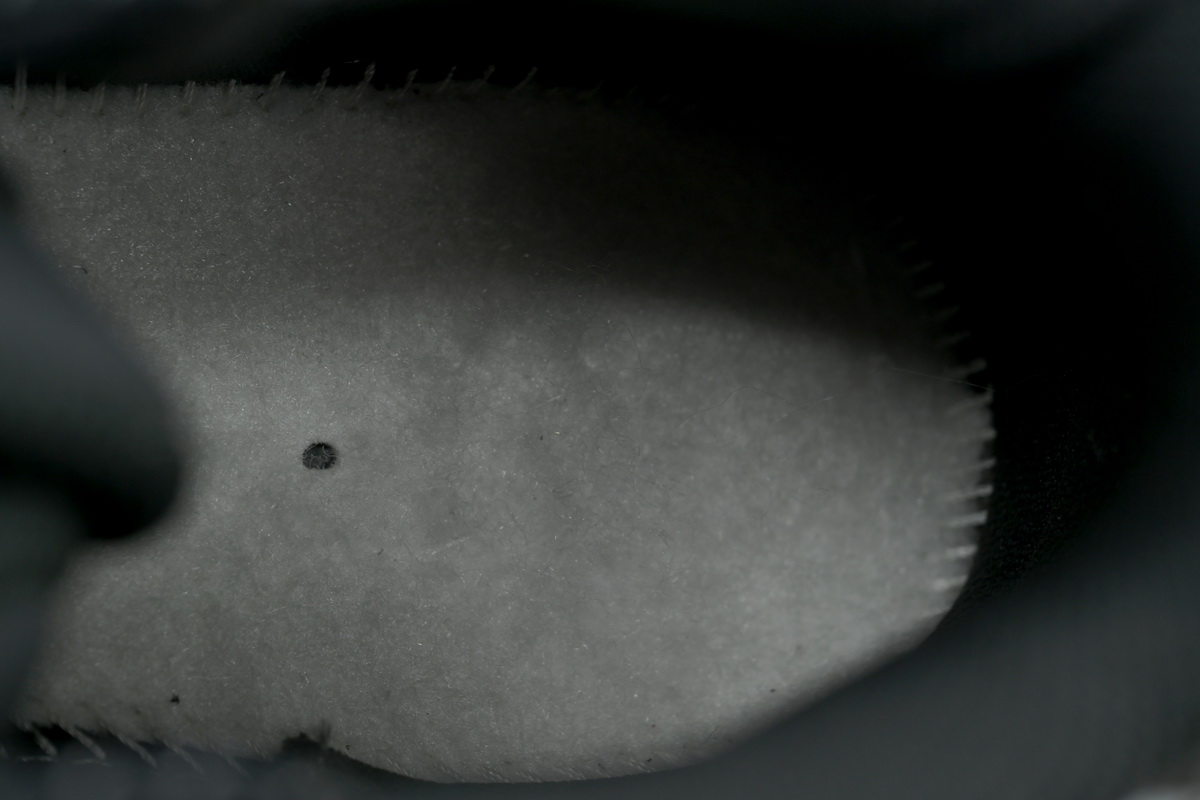 Nike Air More Uptempo '96 'Copy Paste - Iron Grey'  DQ5014-068 