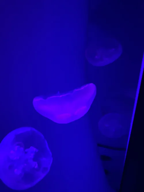 PK God Batch Air Jordan 4 Retro 'Rare Air' Black FV5029 003 review 