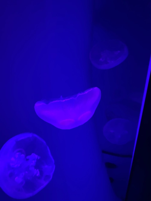 PK God Batch Air Jordan 4 Retro 'Rare Air' Black FV5029 003 review 