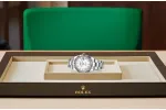 RSNOW Rolex Datejust 41 Oyster-41 mm-Oystersteel and White Gold Reference 278240 m126334-0023