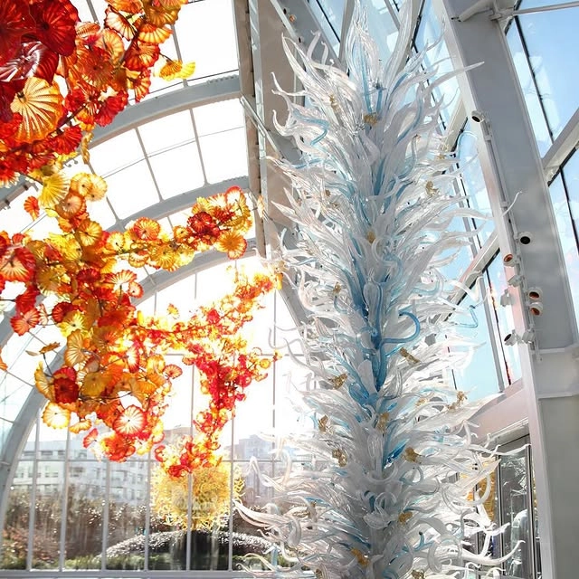 White Chihuly Chandeliers