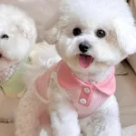 Macaron Contrast Lapel Casual T-Shirt Pet Clothes