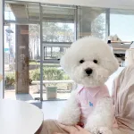 Solid Color Polo T-Shirt Breathable Two-Leg Vest Pet Clothes