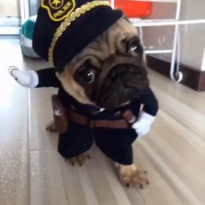 Pet Sheriff Costume Funny And Funny Transformation Outfit
