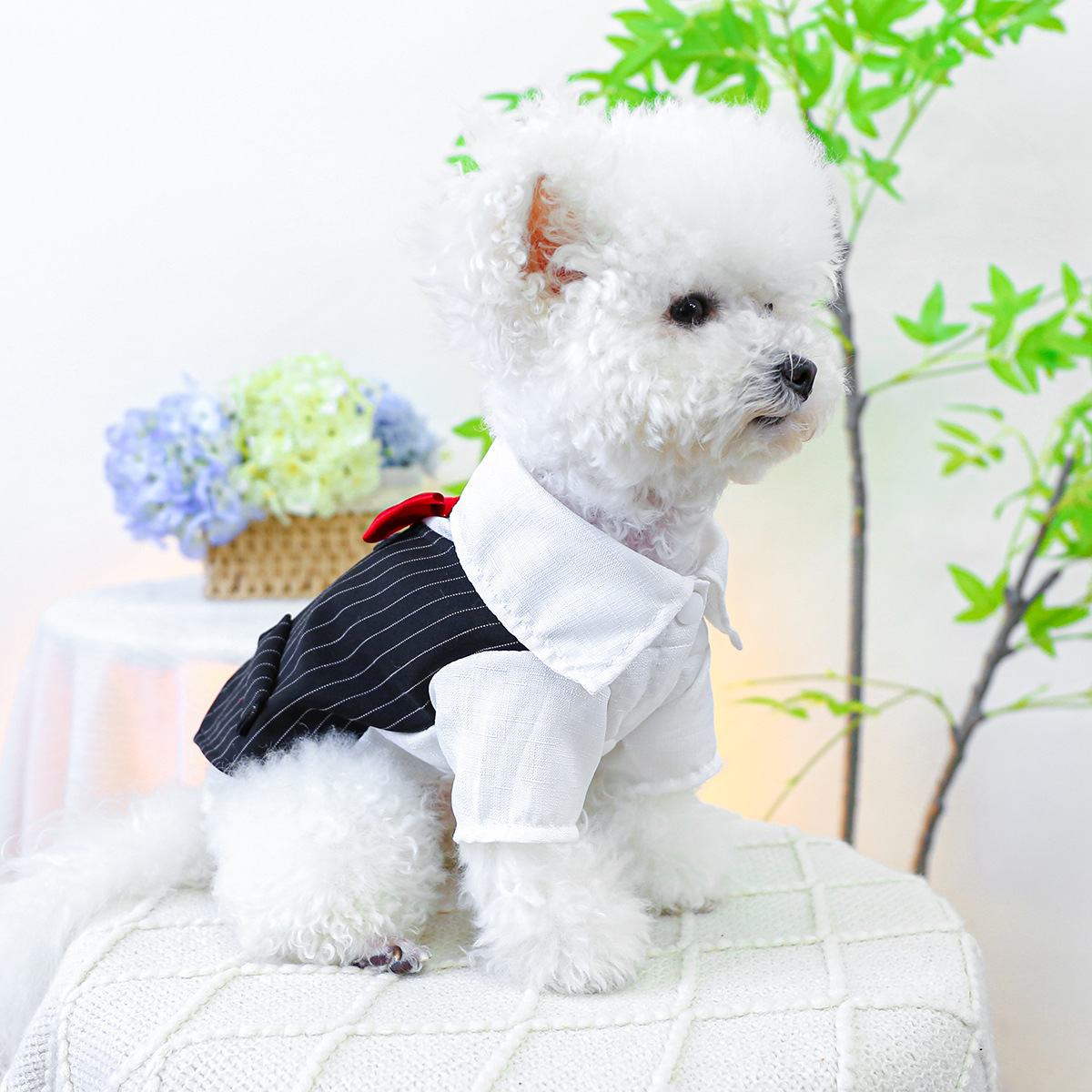 Pet Tuxedo with Red Bow Tie