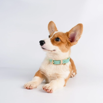 Genuine Leather Dog Collar Set 02