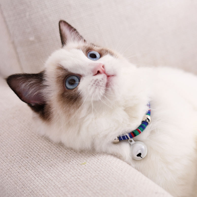 Heart Bell Pet Collar Set
