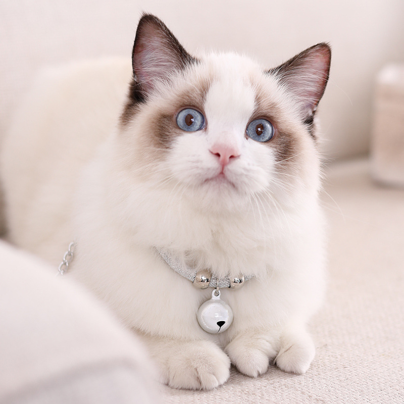 Heart Bell Pet Collar Set