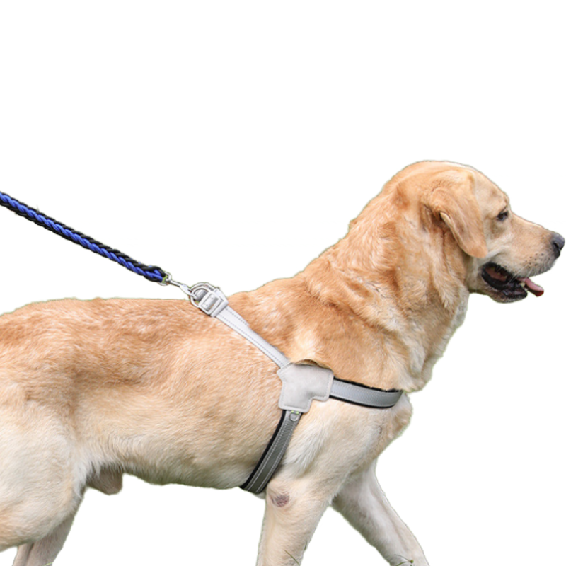 Y Shape Dog Harness Set Dual Rings
