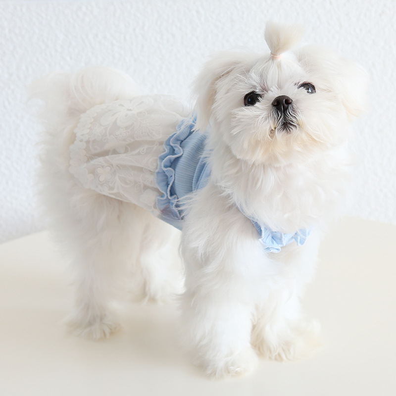 Pet Lace Dress Knit Top Floral Skirt