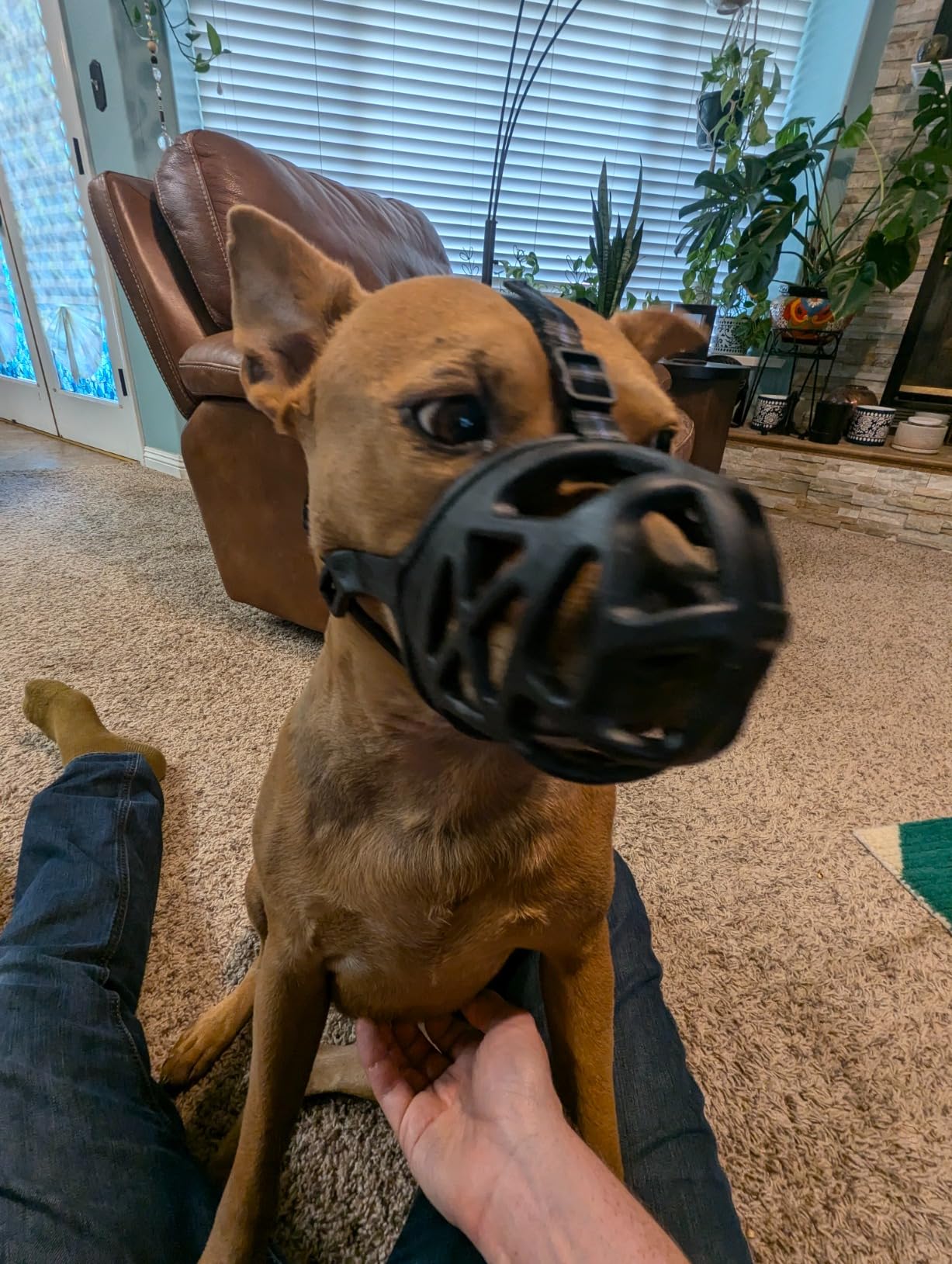 Adjustable Basket Dog Muzzle review mumu