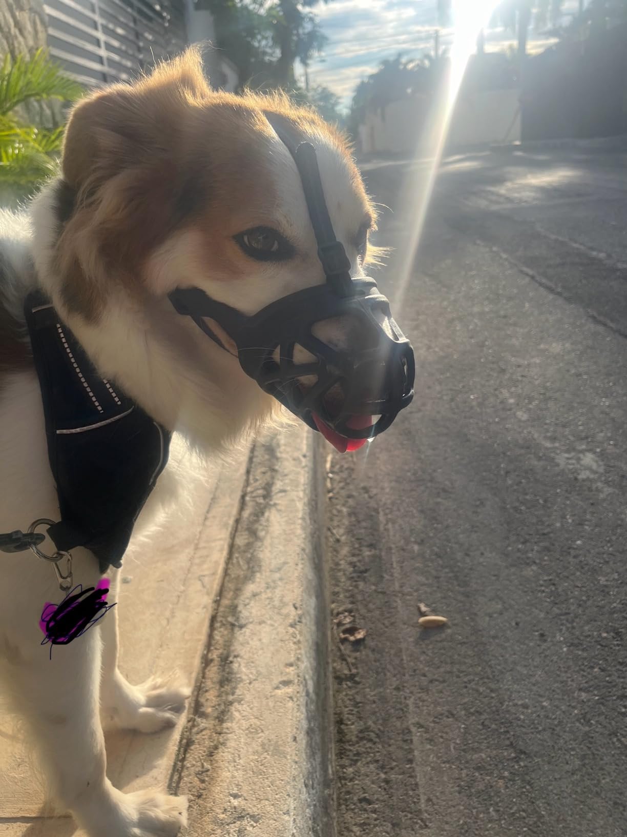 Adjustable Basket Dog Muzzle review erer