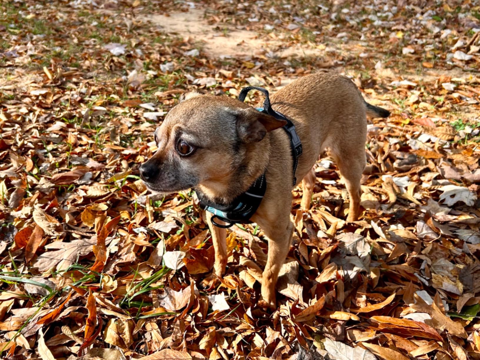 Reflective Floral Dog Walking Harness review asas