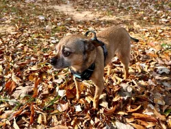 Reflective Floral Dog Walking Harness review asas
