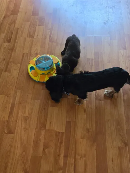 DOG Slow Food Toy Leak Food Turntable review zxzx