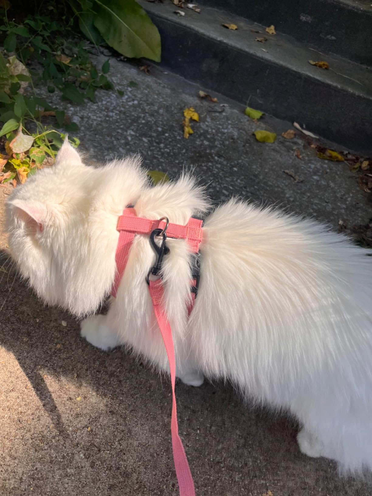 CAT Leashes & Collars Cat Traction Rope Walking Cat Rope Chest Vest Chest Strap Breathable Anti-breakaway Cat Chain review soso