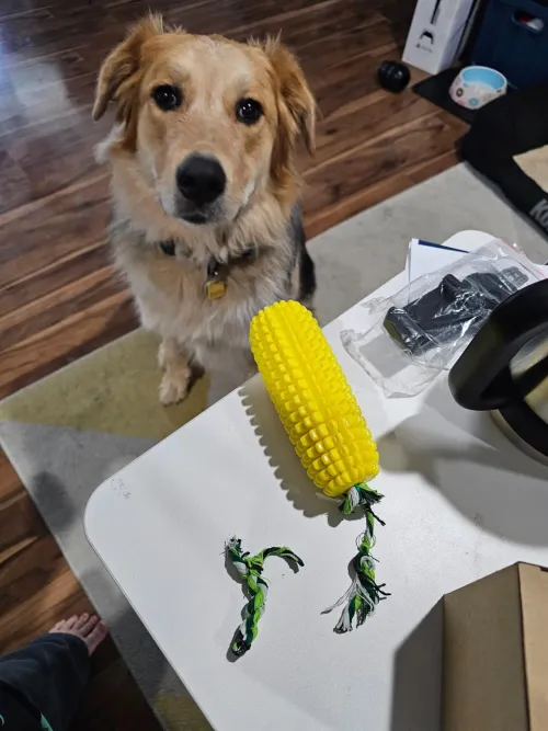 Dog Chew Toys Corn Molar Stick review pi