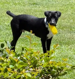 Dog Chew Toys Corn Molar Stick review su