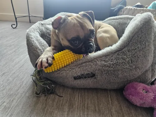 Dog Chew Toys Corn Molar Stick review re