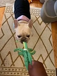 Dog Sounding Toy Eider Duck Octopus Shape review KN