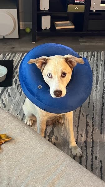 Inflatable Cat Dog Collar for Postoperative Recovery  review PR