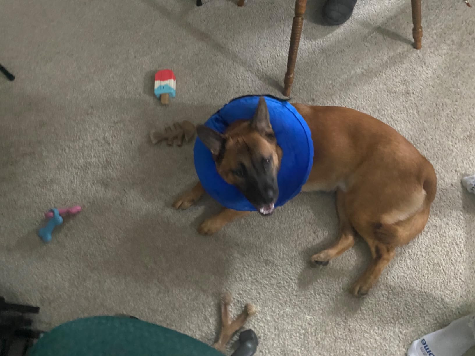 Inflatable Cat Dog Collar for Postoperative Recovery  review CZ