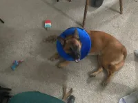 Inflatable Cat Dog Collar for Postoperative Recovery  review 0