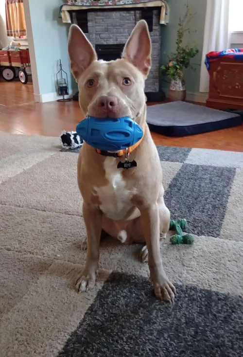 Dog Chew Toys Rubber Football review BA