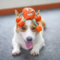 Dog Molar Sounding Toy Rubber Apple review 0