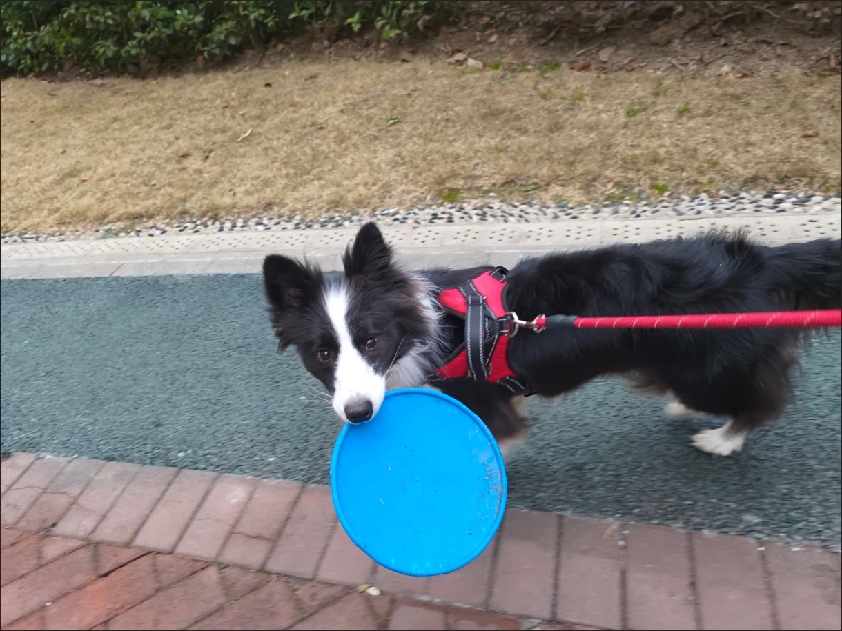 Dog Throw Toy Training Flying Saucer review Emily Johnson