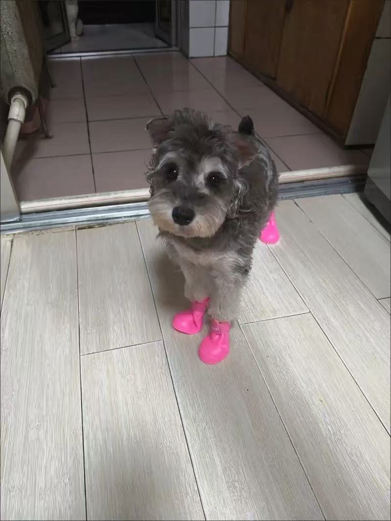 Dog Waterproof Rain Boots review Jessica T