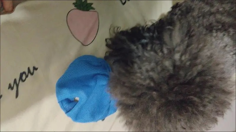 DOGLEMI Cat Muzzle Breathable Mesh Muzzle Adjustable Cat Mask That Prevents Eating Biting And Barking review Rachel T