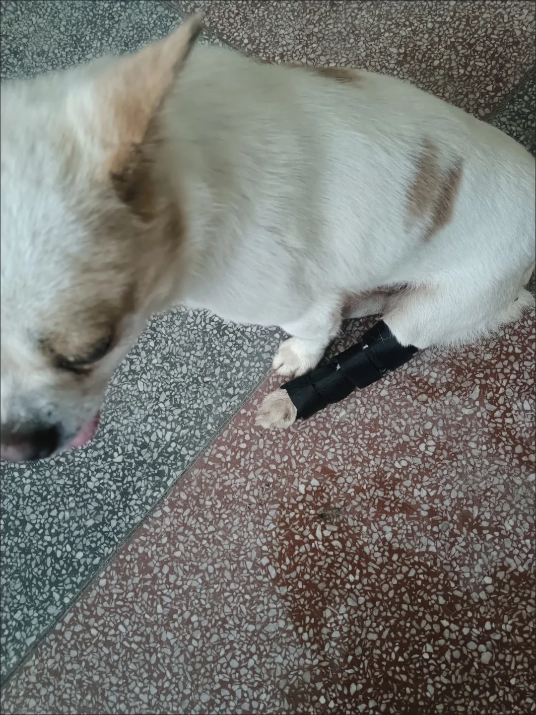 Dog Hock Braces Fix Hock Joint Damage review Jennifer L