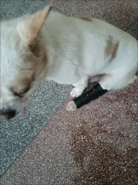 Dog Hock Braces Fix Hock Joint Damage review 0