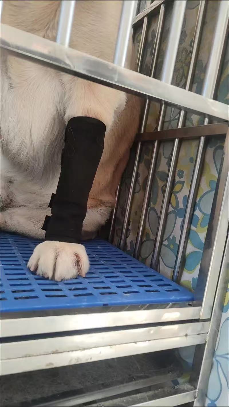 DOGLEMI Dog Leg Brace for Hock Joint Damage review Karen M